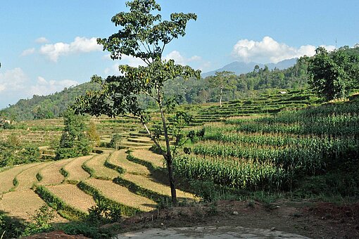 Im Norden Vietnams leben die meisten Familien von der Landwirtschaft, die sie auf Terrassenfeldern betreiben Terrassenfelder in Nord-Vietnam