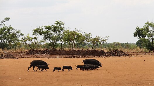 Eine Schweineherde in einem ähnlichen Projekt in Mosambik.