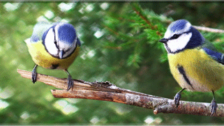 Lineal mit Motiv Blaumeise, darunter wird die Meßskala mit Zentimetern an der einen und Inch an der anderen Seite gezeigt.