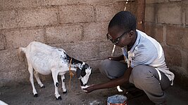 Eine Ärztin untersucht eine kleine Ziege. © Plan International / Souleymane Drabo / Tamani Films