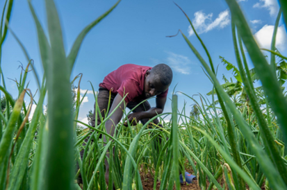 Ein junger Mann arbeitet konzentriert auf einem Zwiebelbeet. Die Kamera ist bodennah zwischen den grünen Pflanzen positioniert und zeigt ihn beim Unkrautjäten unter blauem Himmel.