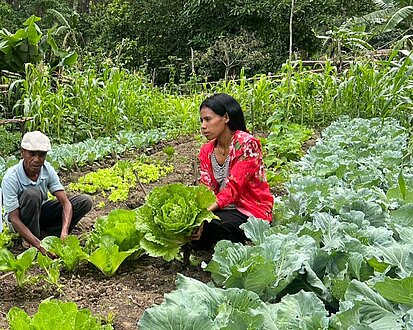 Zwei Personen ernten Salat in einem Gemüsebeet