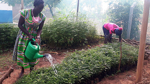 Gemeindemitglieder in Sambia lernen, wie sie Bäume heranziehen.