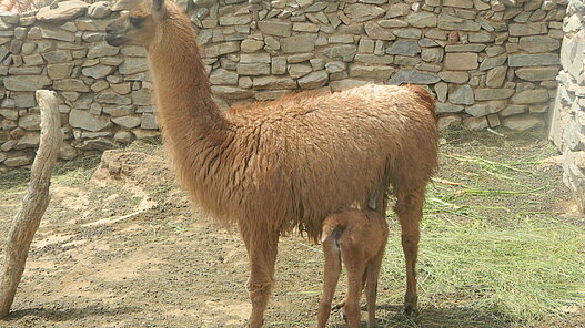 Lamas Herde
