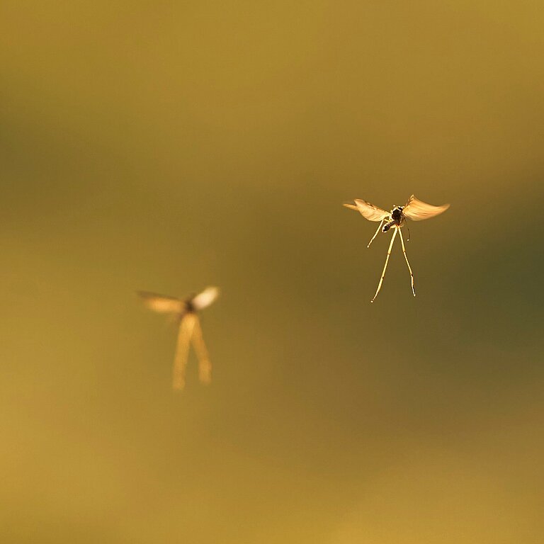 Zwei Stechmücken im Fliegen fotografiert
