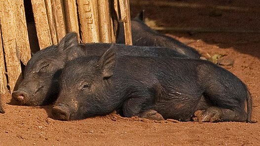 Sie tragen außerdem zur Finanzierung von Schulungen zur Tierhaltung bei.