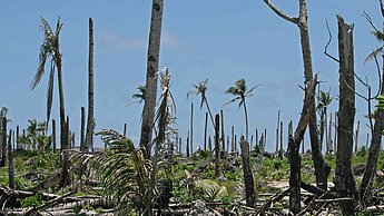 Über 35 Millionen Kokosnusspalmen wurden zerstört - und damit die Existenzgrundlage eines Großteils der Familien in den betroffenen Gebieten.