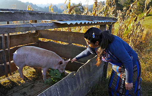 Eine junge Frau füttert ein Schwein, das in einem Holzverschlag steht