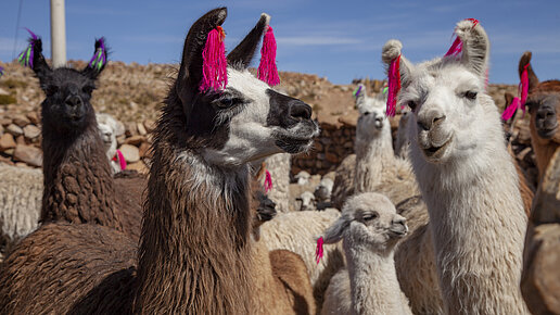 Mehrere Lamas stehen beieinander. Sie tragen alle bunte Bommel an ihren Ohren.
