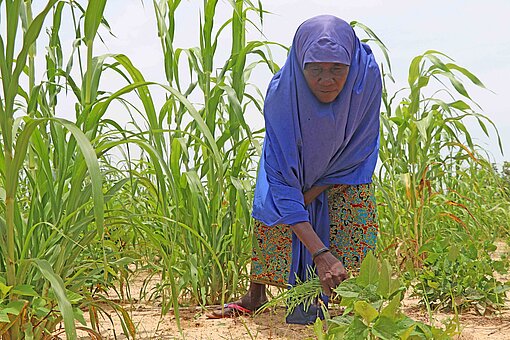 Die Landwirtschaft in Niger soll den Folgen des Klimawandels standhalten