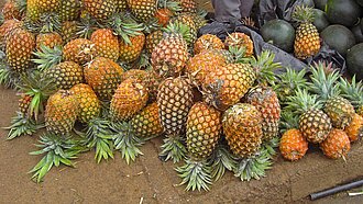 Auf sandigem Boden liegen dutzende reife Ananas-Früchte auf einem Haufen
