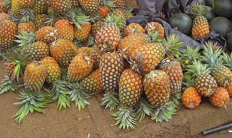Auf sandigem Boden liegen dutzende reife Ananas-Früchte auf einem Haufen