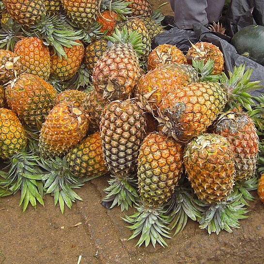 Auf sandigem Boden liegen dutzende reife Ananas-Früchte auf einem Haufen