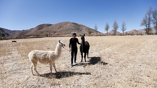 Lamas für Jugendliche in Bolivien