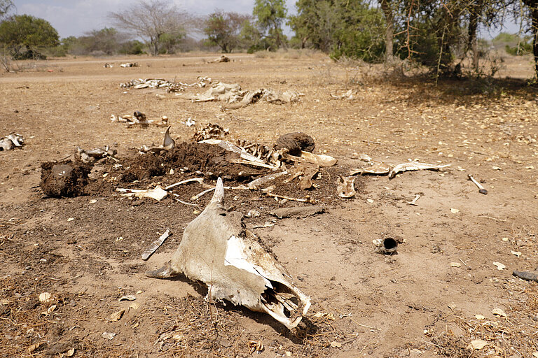 eine trockene Landschaft, darauf liegt das Skelett einer Kuh