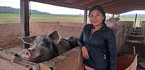 Schweine für eine Schweinezucht in Bolivien