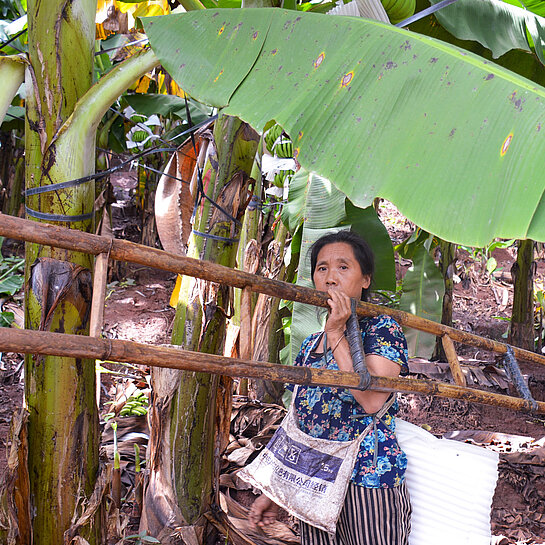 Eine Frau läuft mit einer Leiter über der Schulter durch ein Feld volle Bananen-Bäume.