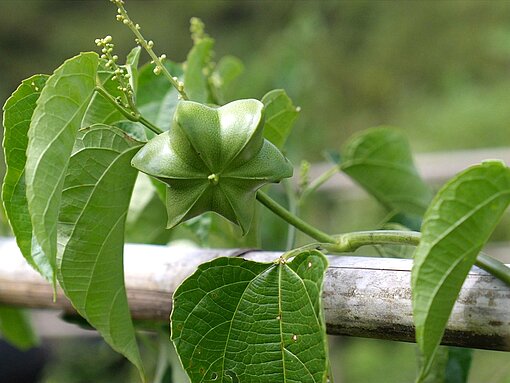 Nahaufnahme einer Sacha-Inchi-Frucht - sie ist grün, hat sechs Kammern und erinnert in ihrer Form an eine Sternfrucht.