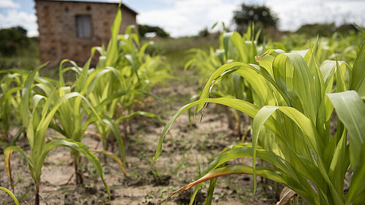 Futterproduktion in Sambia