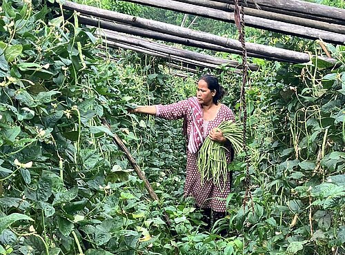 Eine Frau trägt ein traditionelles Kleid und steht in einem Garten zwischen Pflanzen. Sie hält eine große Menge grüner Bohnen in der Hand und schaut auf die Pflanzen um sie herum.
