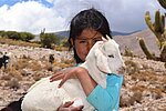 Ziegen für Bolivien Ziegen für Bolivien