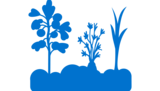 Icon eines Gemüsebeets.