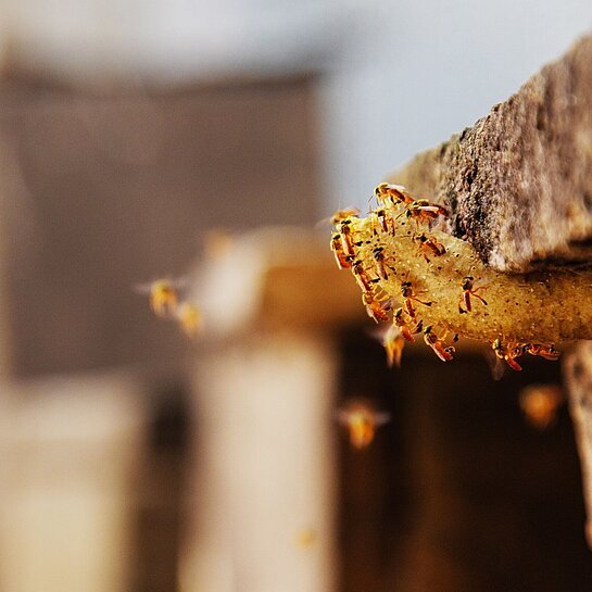 Bienen schwirren um einen Bienenstock