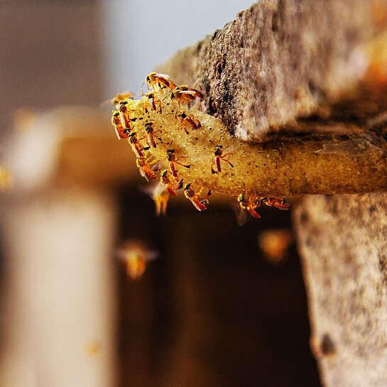 Bienen schwirren um einen Bienenstock