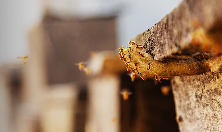 Bienen schwirren um einen Bienenstock
