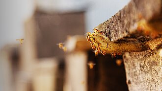 Bienen schwirren um einen Bienenstock
