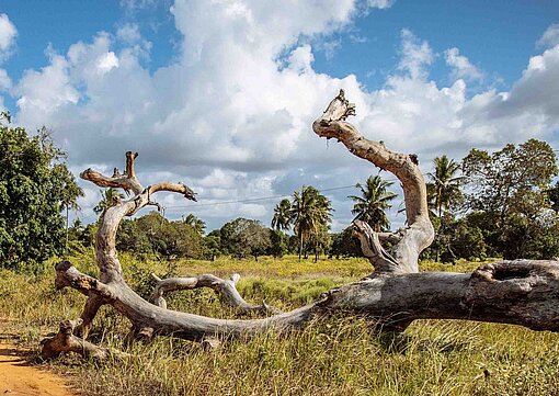 Das Land in der Provinz Inhambane ist weit und dünn besiedelt Ein Baum vor Feldern