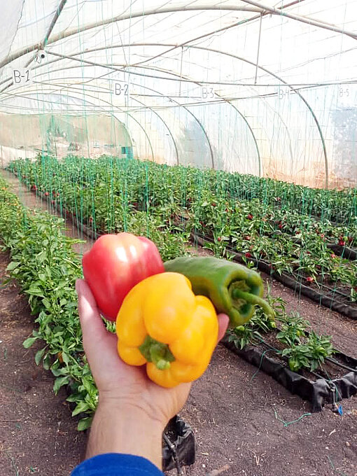 Blick in ein großes Gewächshaus mit vier Reihen Pflanzen, eine Hand, die drei bunte Paprika hält, ragt unten ins Bild