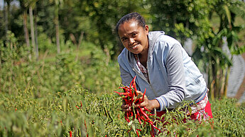 Durch den Anbau und Verkauf von Chilis und anderem Gemüse haben Frauen wie Damaris ihr eigenes Einkommen. © Agus Haru / Plan International
