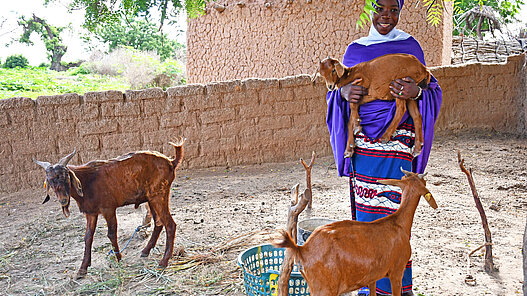 Ziegen für eine Ziegenzucht in Malawi