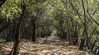Waldpfad durch eine Allee