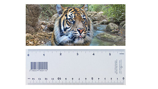 3-D-Lineal Lineal mit Motiv Tiger, darunter wird die Meßskala mit Zentimetern an der einen und Inch an der anderen Seite gezeigt