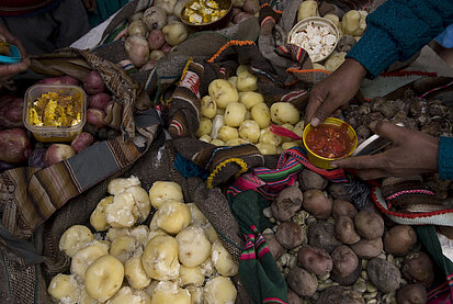 Kartoffelvielfalt in Bolivien. Kartoffelvielfalt in Bolivien.