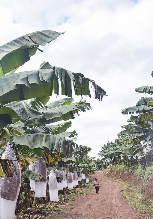 11,000 Hektar Bananen-Plantagen ziehen sich durch den Bokeo-Distrikt im Norden von Laos. Ein Weg führt durch die Bananen-Plantage.