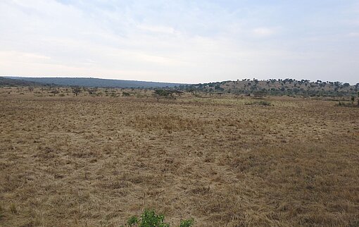Die Landschaft in Bugesera ist eher flach, was im starken Kontrast zu den typischen hügeligen Regionen Ruandas steht Flache, trockene Savannenlandschaft in Ruanda