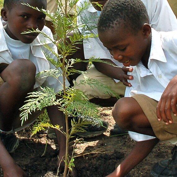 Im Rahmen des Projektes in Tansania pflanzen Kinder auch auf dem Gelände ihrer Schule Bäume.