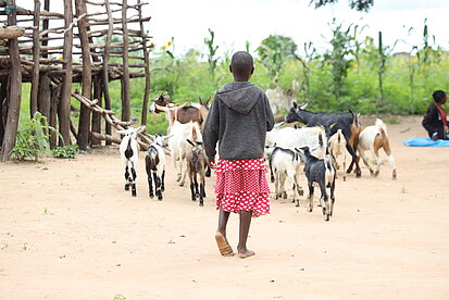 Ein Kind hütet Ziegen