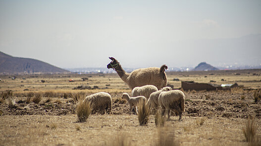 Lama mit 3 Lamakindern