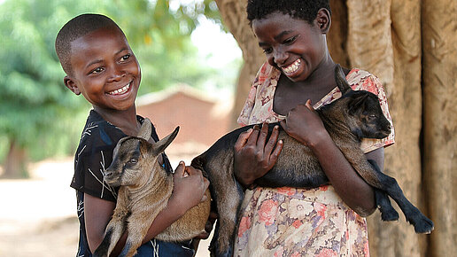 Ziegen für eine Ziegenzucht in Malawi