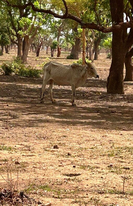 Eine ausgemergelte Kuh in Burkina Faso Ausgemergelte Kuh auf sandigem Feld