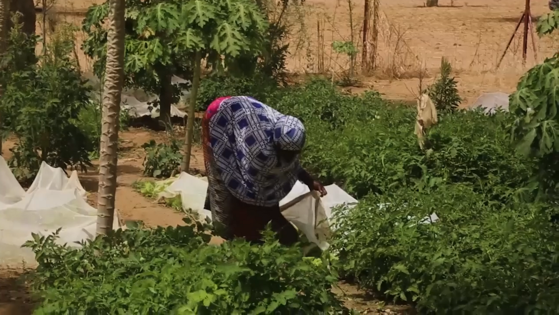 Thumbnail für das Video - Aissata steht gebückt im Garten und inspiziert die Pflanzen.