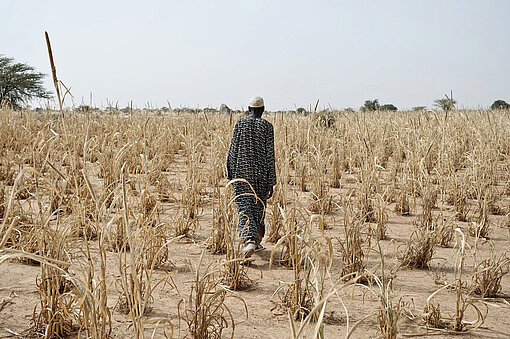 Ein Mann wandert durch ein Feld aus komplett verdorrten Maispflanzen