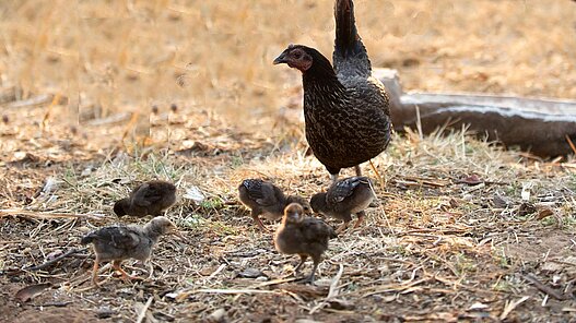 Die neugeborenen Tiere werden innerhalb der Gemeinden an andere Familien weitergegeben. Das Bild zeigt Hühner in einem ähnlichen Plan Projekt in Zambia. Die neugeborenen Tiere werden innerhalb der Gemeinden an andere Familien weitergegeben. Das Bild zeigt Hühner in einem ähnlichen Plan Projekt in Zambia.