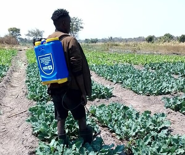 Eine Person steht mit einem blauen Rückensprühgerät auf einem Gemüsefeld mit Reihen von grünen Pflanzen. Die Aufnahme zeigt die Person von hinten, umgeben von landwirtschaftlich genutztem Land.