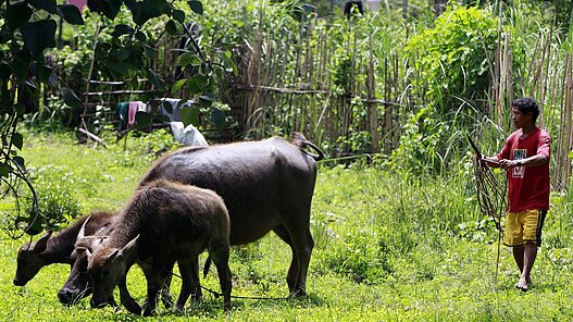 Auf den Philippinen unterstützen wir von Plan Bauernfamilien mit einem Wasserbüffelprojekt.