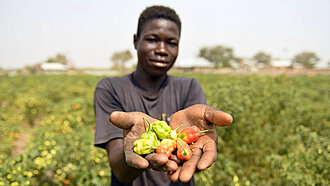 Kwame aus Ghana auf seinem Feld